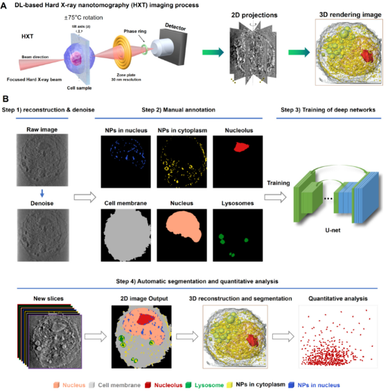 人工智能賦能納米分辨CT表征技術，驅動新型納米藥物與細胞技術研發新紀元