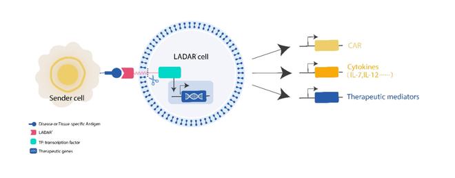科濟(jì)藥業(yè)李宗海 引領(lǐng)實(shí)體瘤CAR-T全球研發(fā)，下一代技術(shù)拓寬細(xì)胞治療新前景